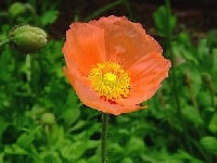 ポピー 育て方 増やし方 種まき 株分け 根挿し