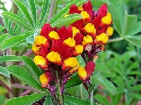 リナリア・写真2