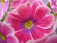 プリムラ・写真3