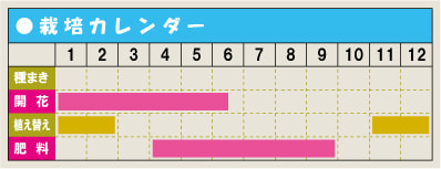 栽培カレンダー・マーガレット