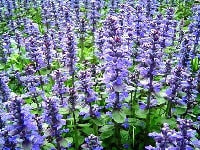 アジュガ・写真1