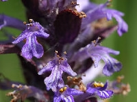 アジュガ・写真3