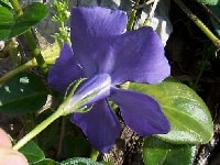 ツルニチニチソウ・写真3