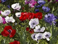 アネモネ 育て方 増やし方 分球 アネモネ 育て方 増やし方 分球