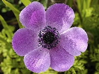 アネモネ・写真2