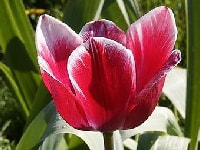 チューリップ・写真3