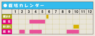 栽培カレンダー・チューリップ