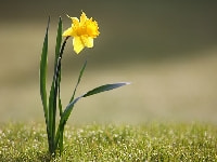 スイセン・写真1
