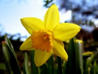 スイセン・写真2