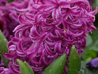 ヒアシンス・写真2