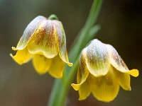 フリチラリア・写真2