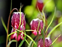 フリチラリア・写真3