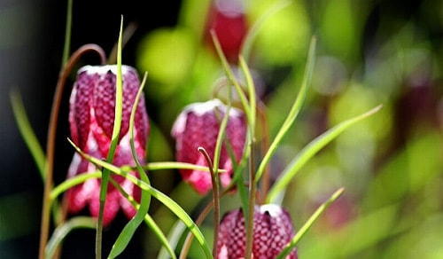 フリチラリア 育て方 増やし方 分球 フリチラリア 育て方 増やし方 分球