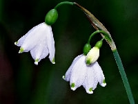 スノーフレーク・写真2