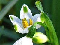 スノーフレーク・写真3