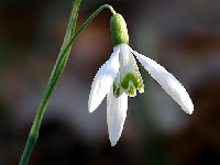 スノードロップ・写真2