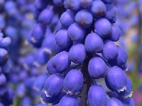 ムスカリ・写真3