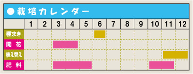 栽培カレンダー・ムスカリ