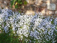 ハナニラ・写真1