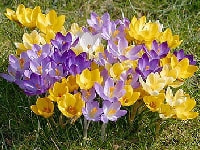 クロッカス・写真1