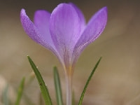 クロッカス・写真2
