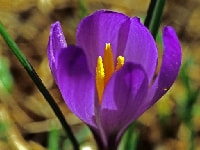 クロッカス・写真3