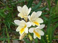 フリージア・写真2