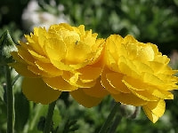 ラナンキュラス・写真2