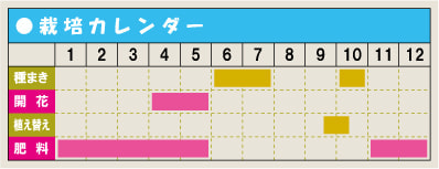 ラナンキュラス 育て方 増やし方 種まき 分球 ラナンキュラス 育て方 増やし方 種まき 分球