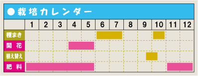 栽培カレンダー・ラナンキュラス