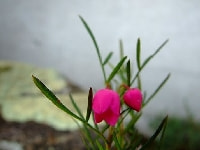 ボロニア・写真1