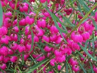 ボロニア・写真3