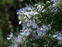 ローズマリー・写真1