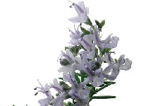 ローズマリー・写真2