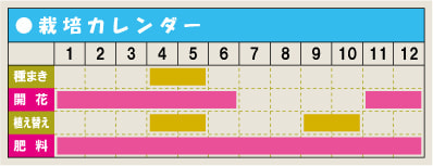 栽培カレンダー・ローズマリー