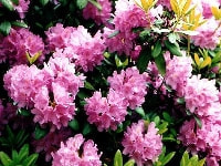 シャクナゲ・写真2