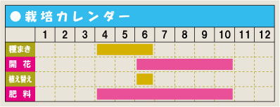 栽培カレンダー・インパチェンス