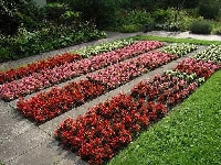 ベゴニア・センパフローレンス・写真2