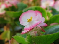 ベゴニア・センパフローレンス・写真3