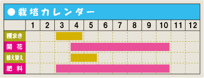 栽培カレンダー・ベゴニア・センパフローレンス