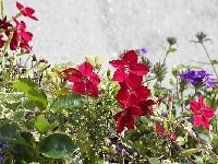 ニコチアナ・写真3