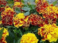 マリーゴールド・写真1