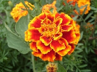 マリーゴールド・写真2