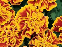 マリーゴールド・写真3