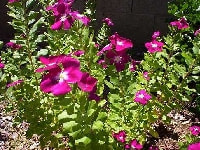 ニチニチソウ・写真1