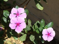 ニチニチソウ・写真2