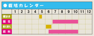 栽培カレンダー・ニチニチソウ