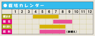 栽培カレンダー・ヒマワリ