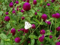 センニチコウ・写真2