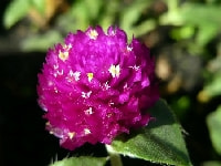 センニチコウ・写真3